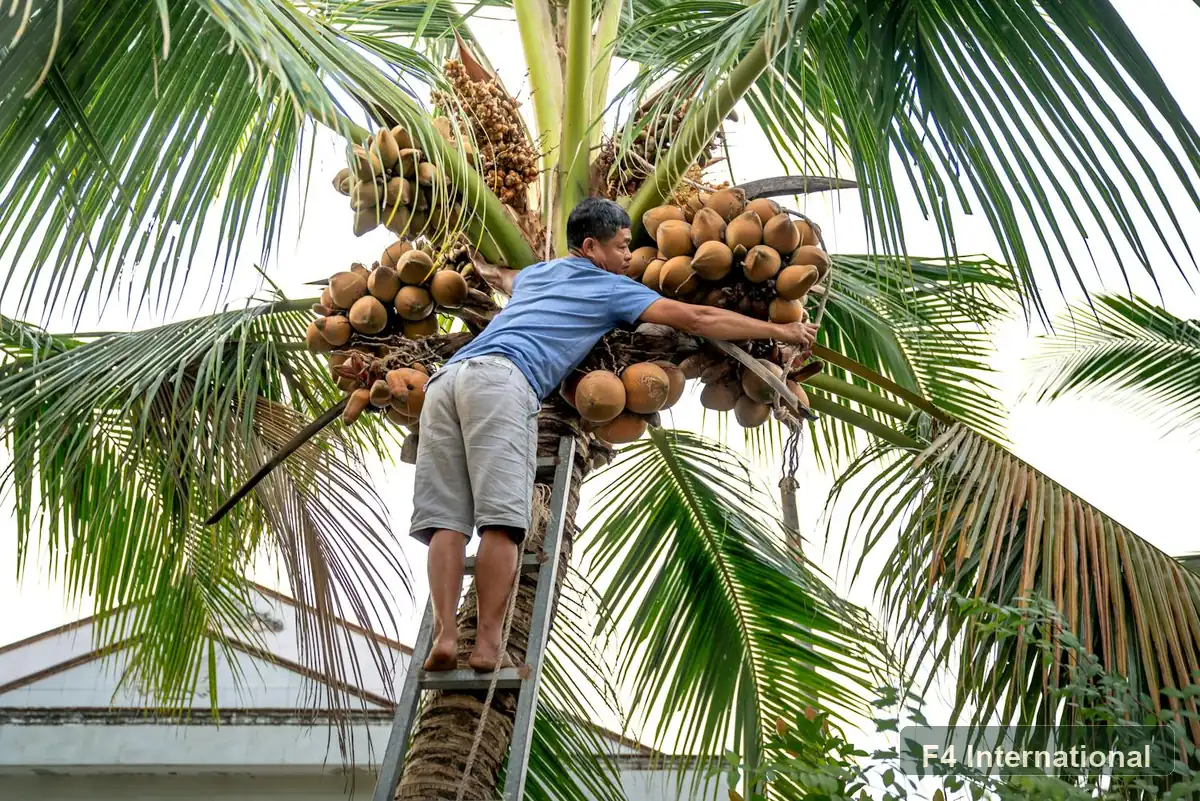 Farmer harvesting mature coconuts from a palm tree
