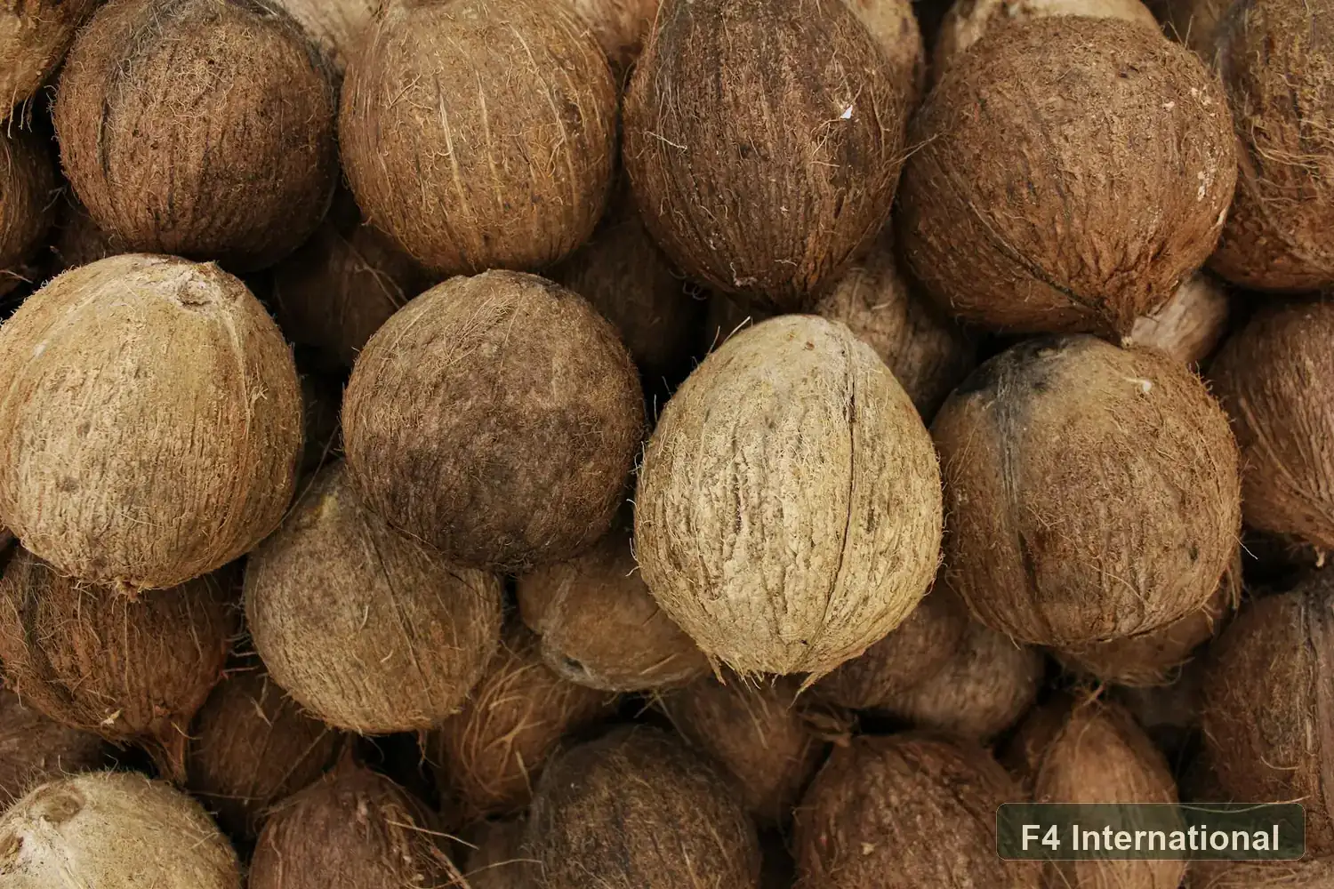 De-husked mature coconuts with rough brown shells
