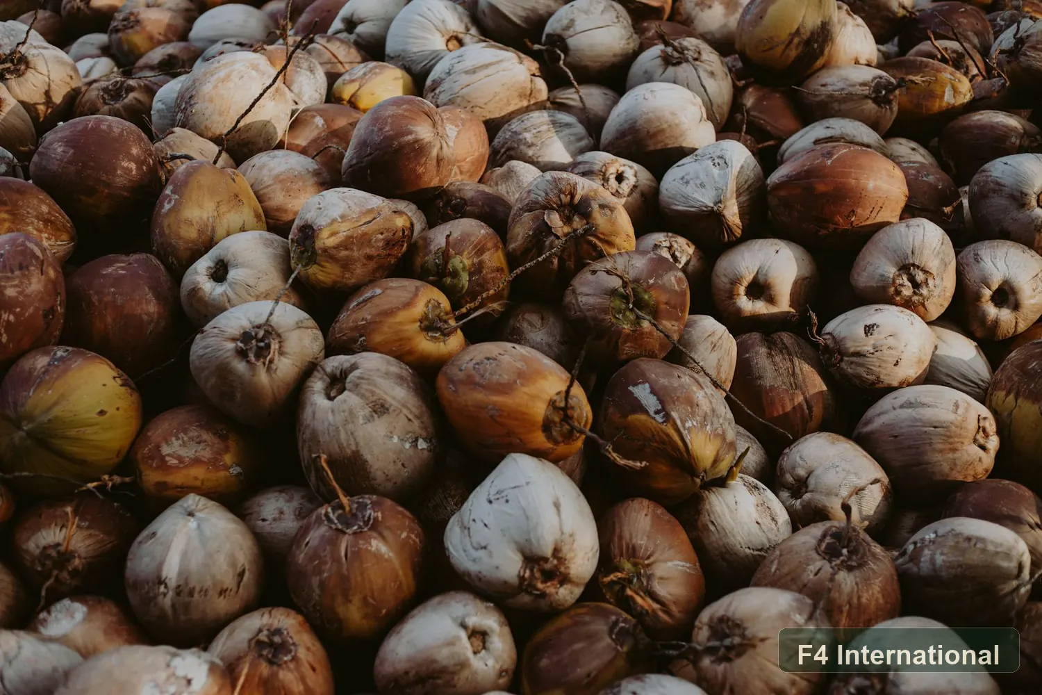 Pile of semi-husked coconuts ready for export loading