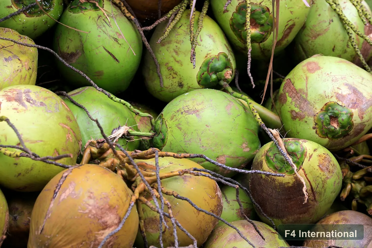 Fresh unhusked green coconuts arranged after harvest